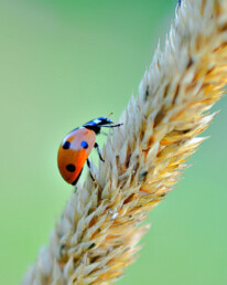 Marienkäfer klettert auf einen Grashalm