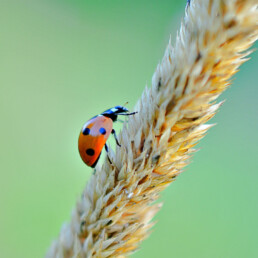 Marienk&auml;fer klettert auf einen Grashalm